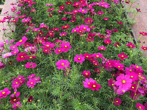 聊城鲜花绿植租赁-设计道路绿化